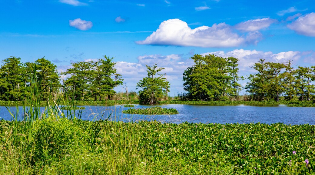 Water hyacinth in Louisiana swamp