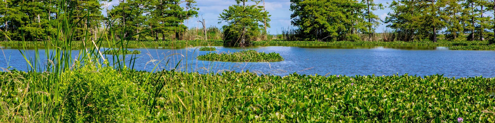 Water hyacinth in Louisiana swamp
