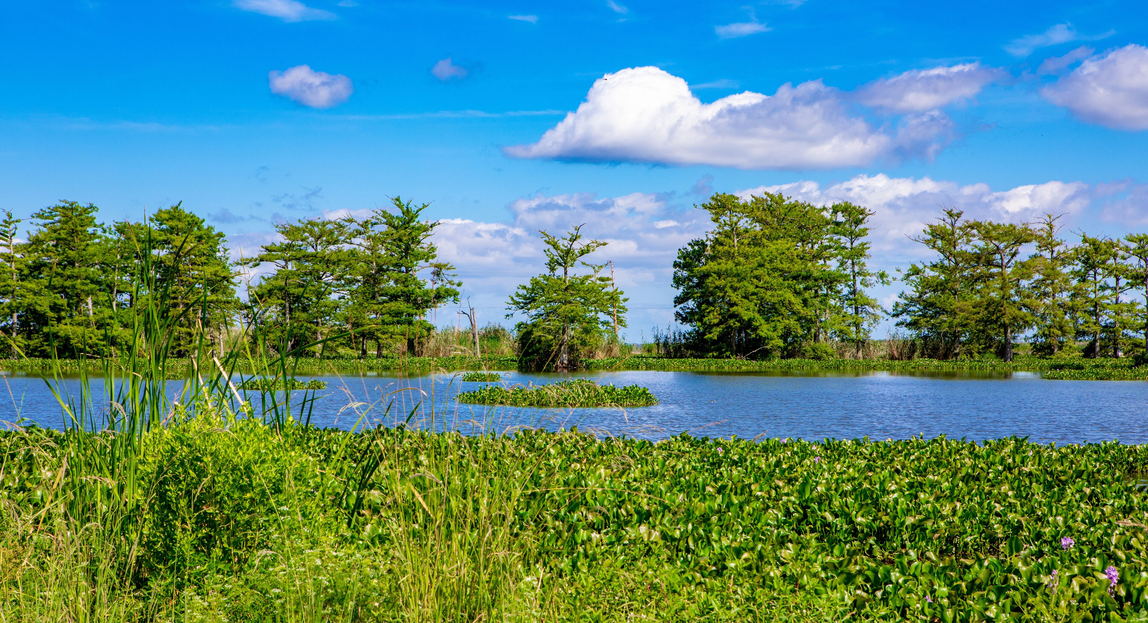 A serene lake surrounded by lush greenery and trees.