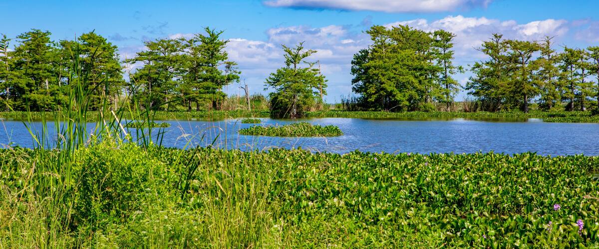 A serene lake surrounded by lush greenery and trees.