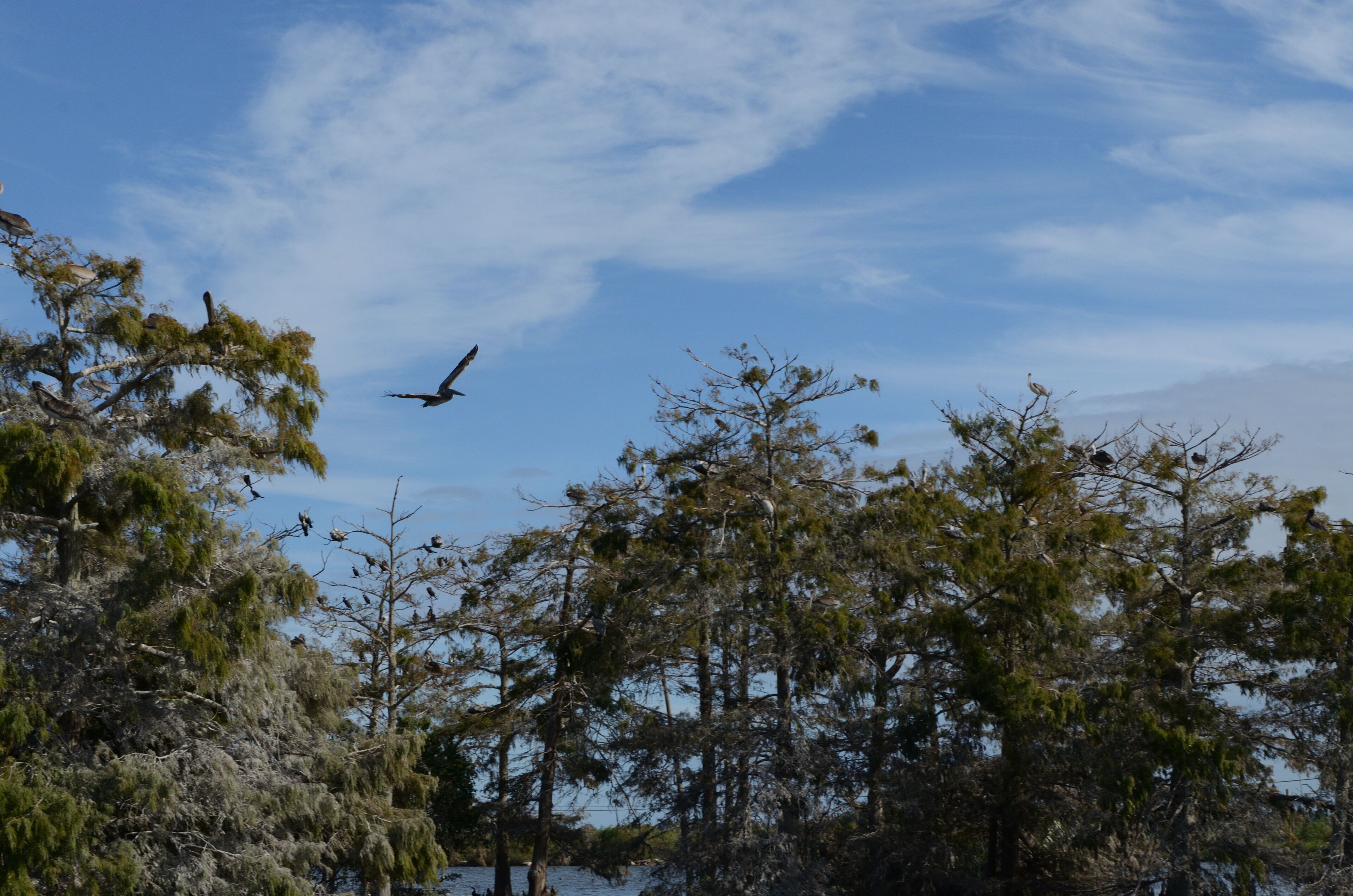 Louisiana Wetlands: Flock of Pelicans in Cypress Swamp 2