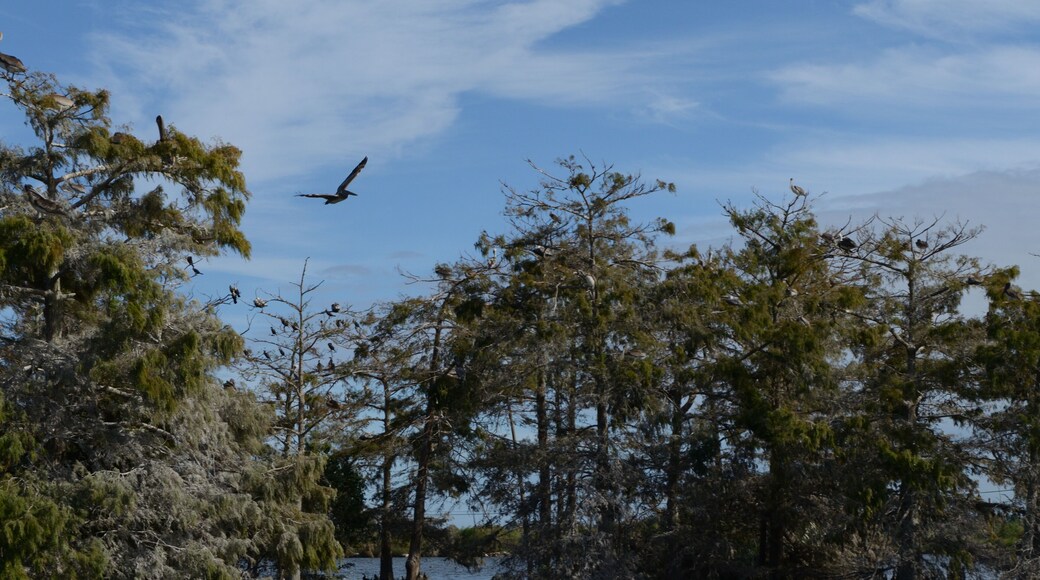 Louisiana Wetlands: Flock of Pelicans in Cypress Swamp 2