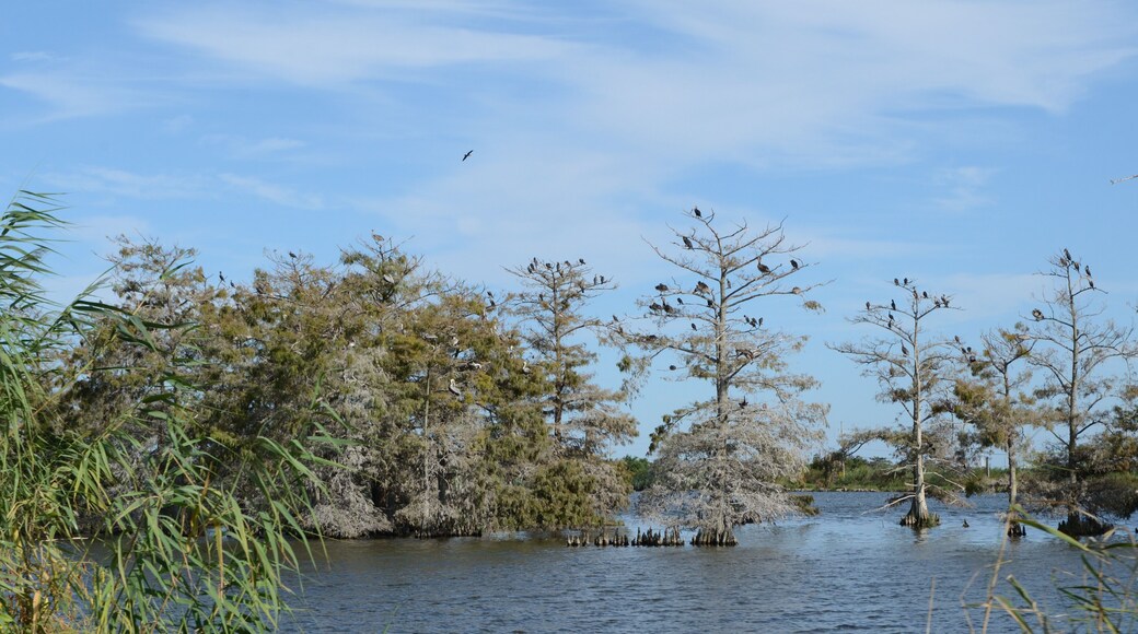 Louisiana Wetlands: Flock of Pelicans in Mississippi River Delta Cypress Swamp