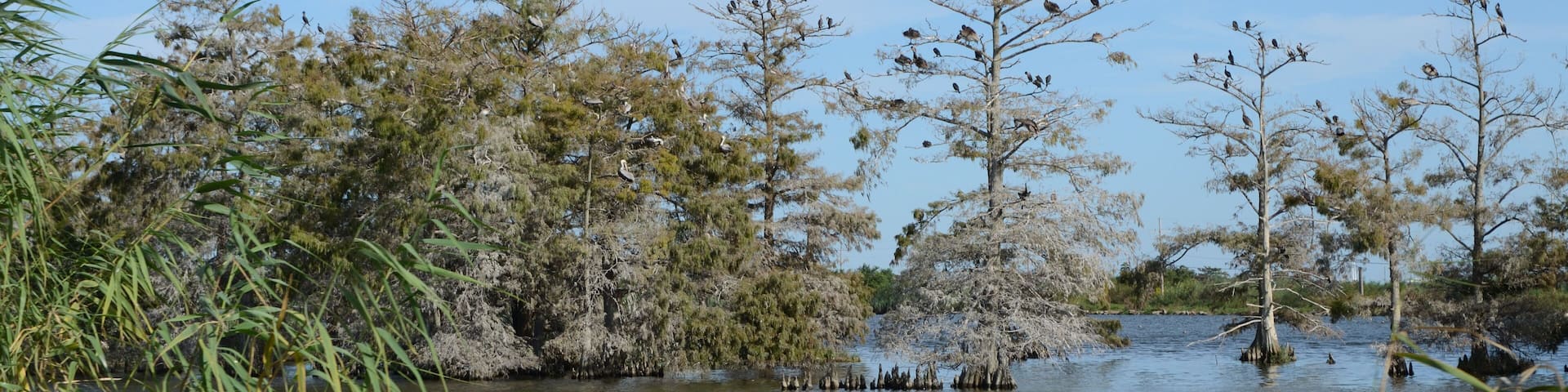 Louisiana Wetlands: Flock of Pelicans in Mississippi River Delta Cypress Swamp