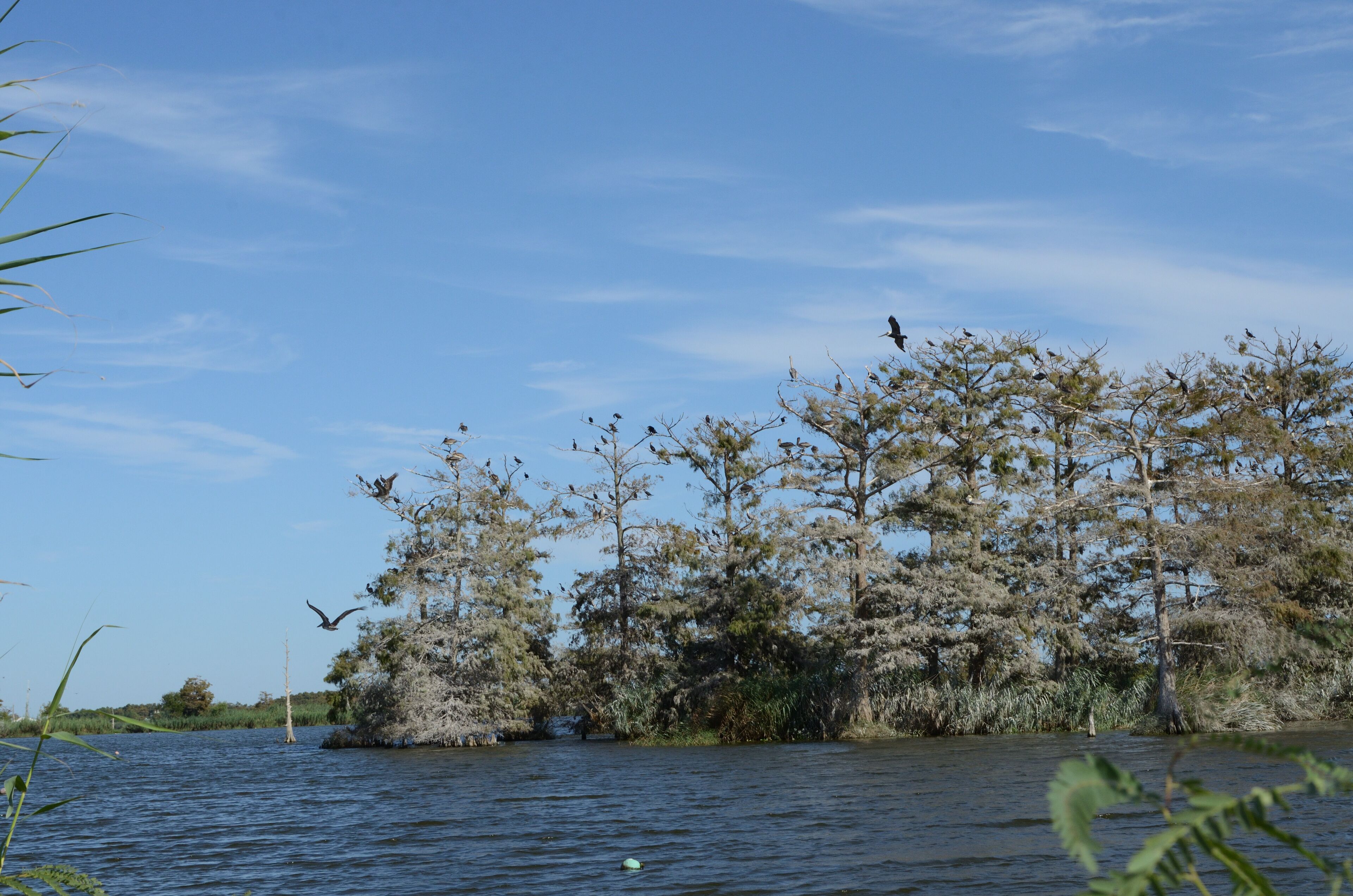Louisiana Wetlands: Flock of Pelicans in Cypress Swamp 3