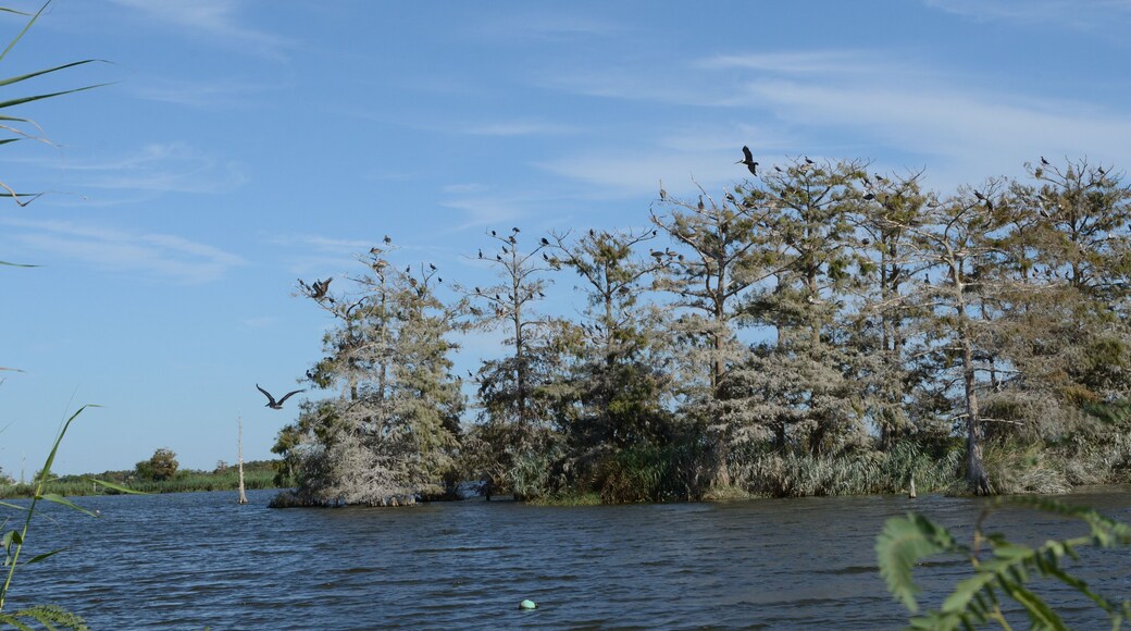 Louisiana Wetlands: Flock of Pelicans in Cypress Swamp 3