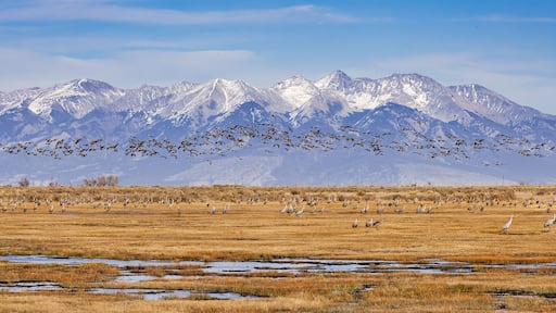 Migrating Greater Sandhill Cranes in Monte Vista, Colorado