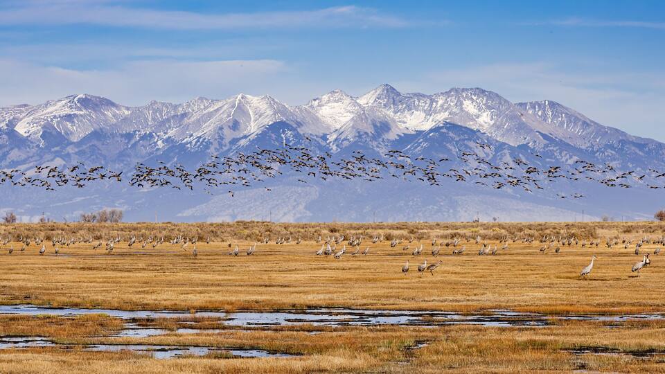 A flock of birds flying over a dry grassland with snow-capped mountains in the background.