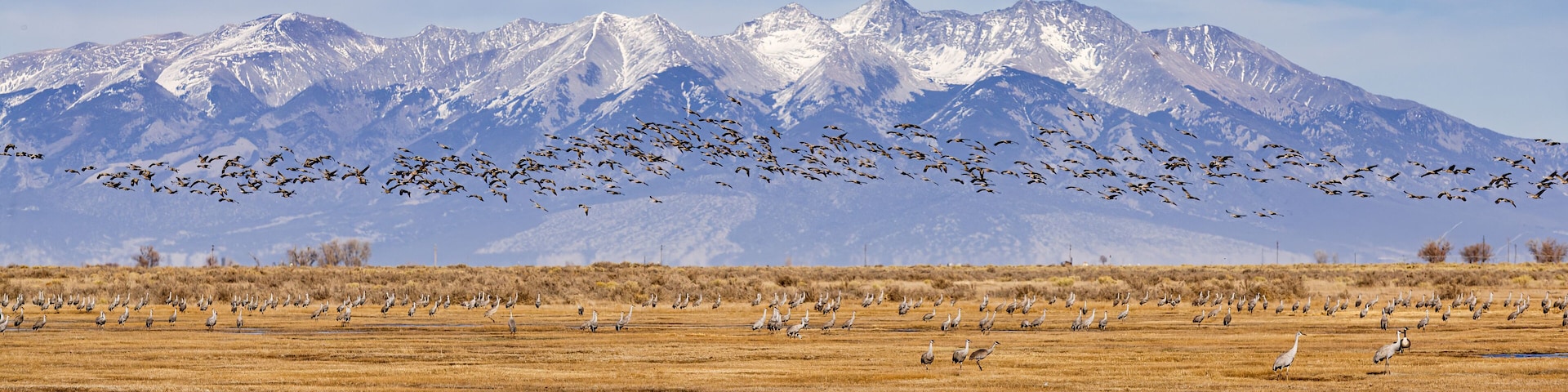 Migrating Greater Sandhill Cranes in Monte Vista, Colorado