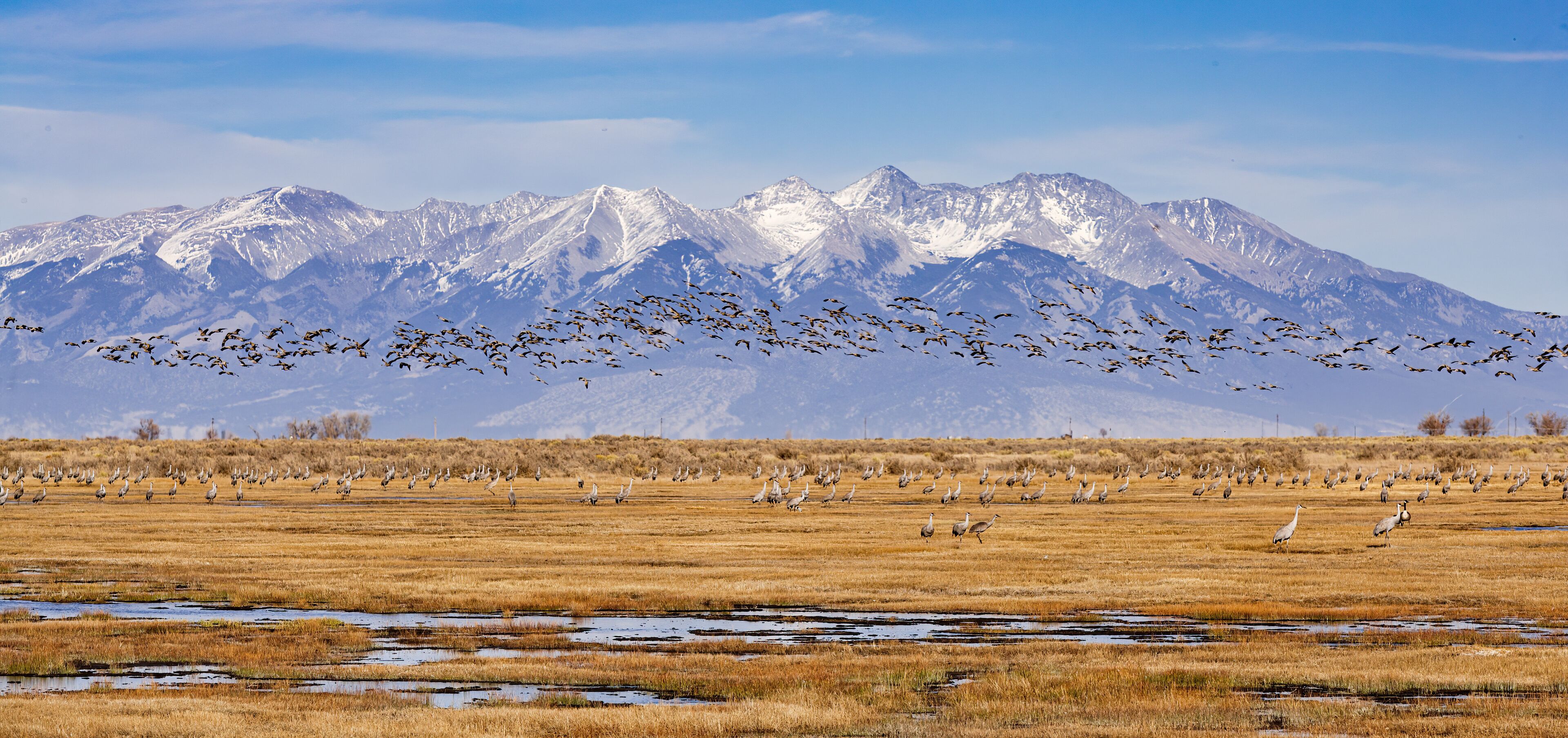 A flock of birds flying over a dry grassland with snow-capped mountains in the background.