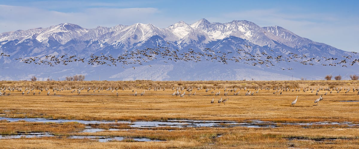 A flock of birds flying over a dry grassland with snow-capped mountains in the background.