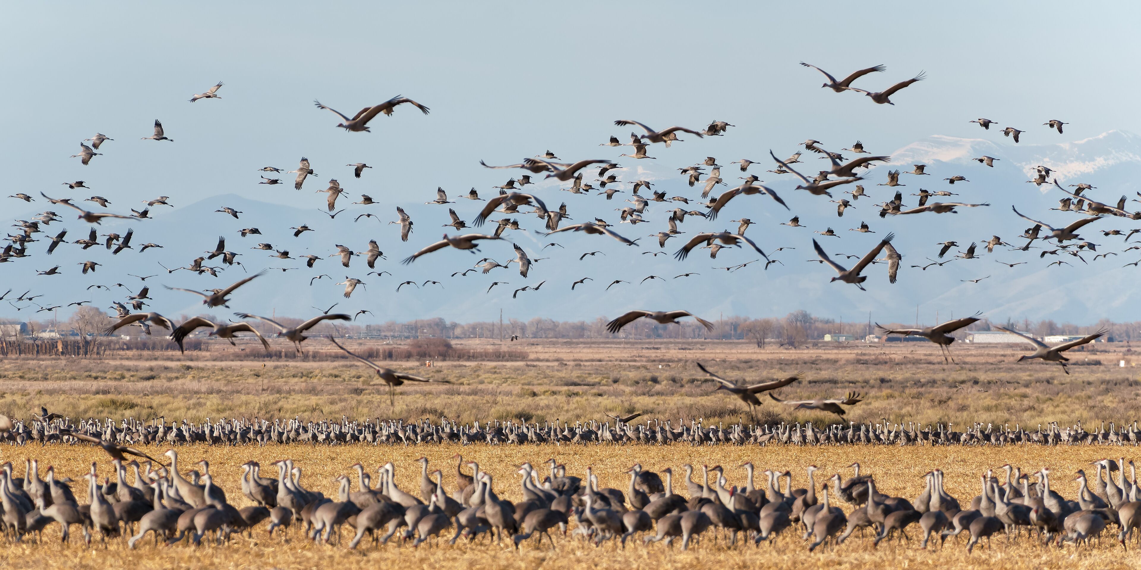 Migrating Greater Sandhill Cranes in Monte Vista, Colorado