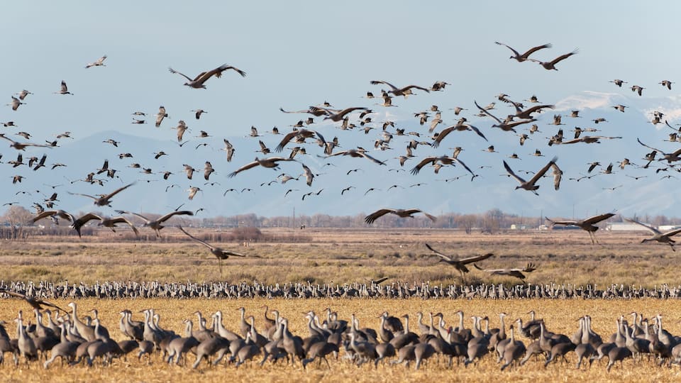 A flock of birds flying over a field with mountains in the background.