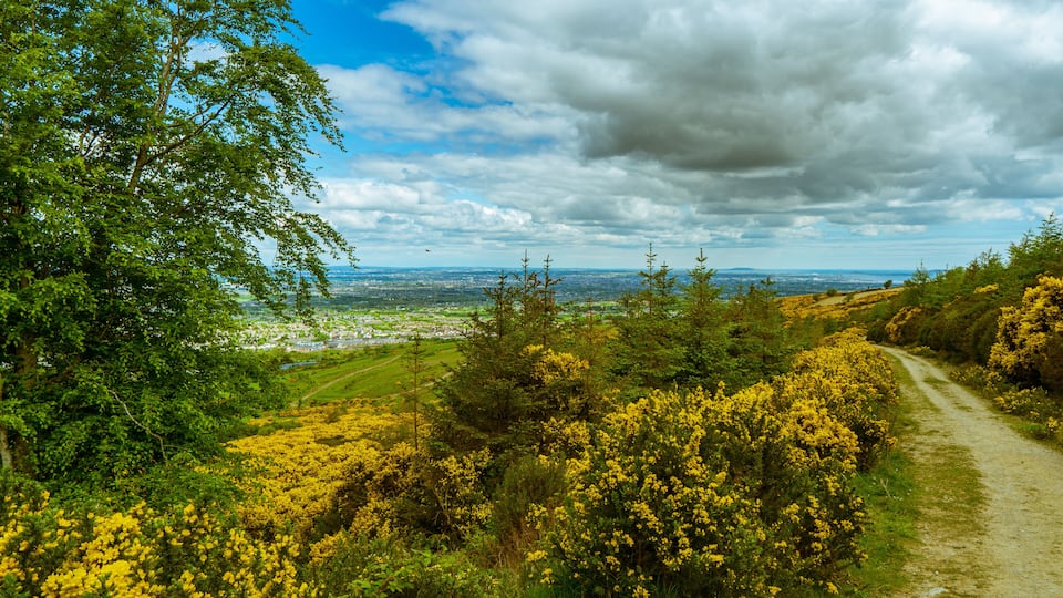 A dirt path through a landscape with yellow flowers, green trees, and a distant view of a city.