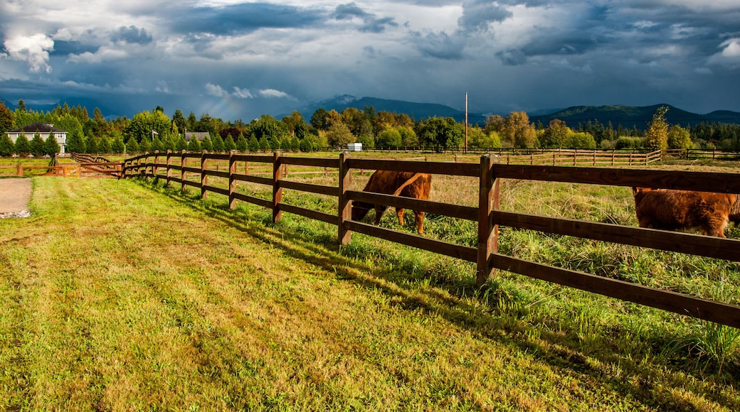 Beautiful lane with green grass, wooden fence and brown cows with cloudy sky and mountains on the background