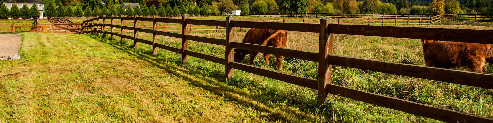 Beautiful lane with green grass, wooden fence and brown cows with cloudy sky and mountains on the background