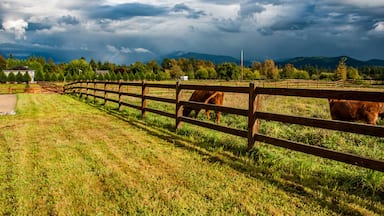 Beautiful lane with green grass, wooden fence and brown cows with cloudy sky and mountains on the background