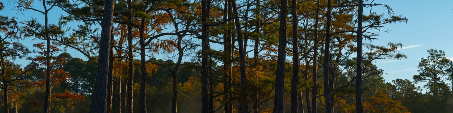 Cypress trees with morning mist at George L Smith Park Georgia