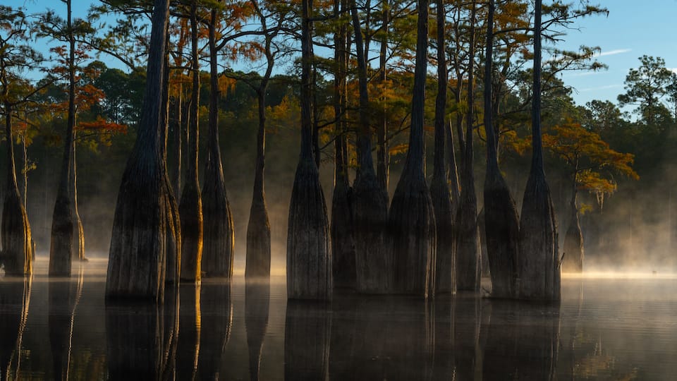 A swamp with tall, slender trees and a misty atmosphere.