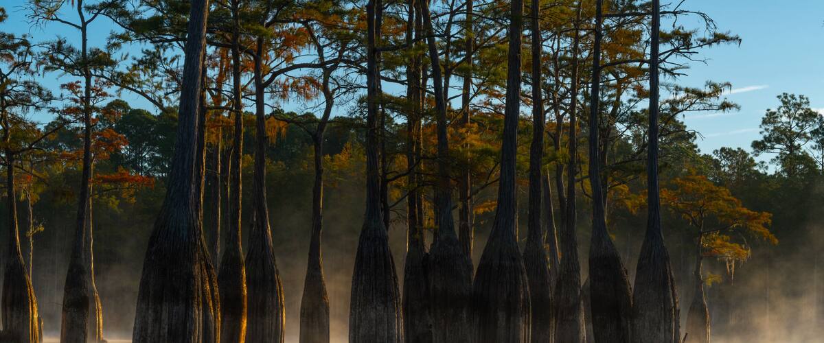 A swamp with tall, slender trees and a misty atmosphere.