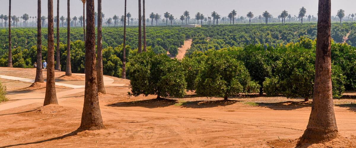fruit trees and palms in California Citrus State Historic Park (Riverside, California, USA)