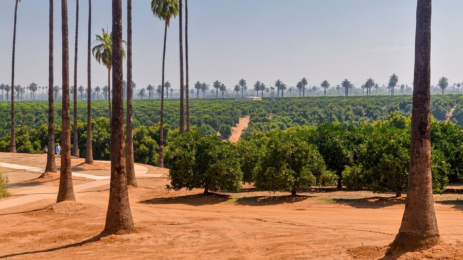 Historic Orange Grove