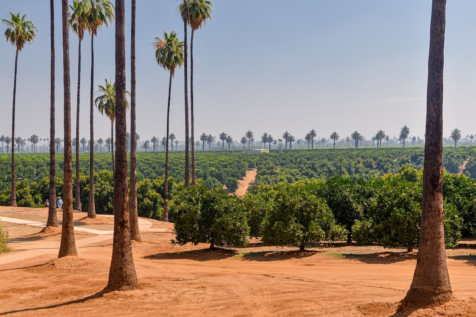 A palm tree plantation with rows of trees and a clear sky.