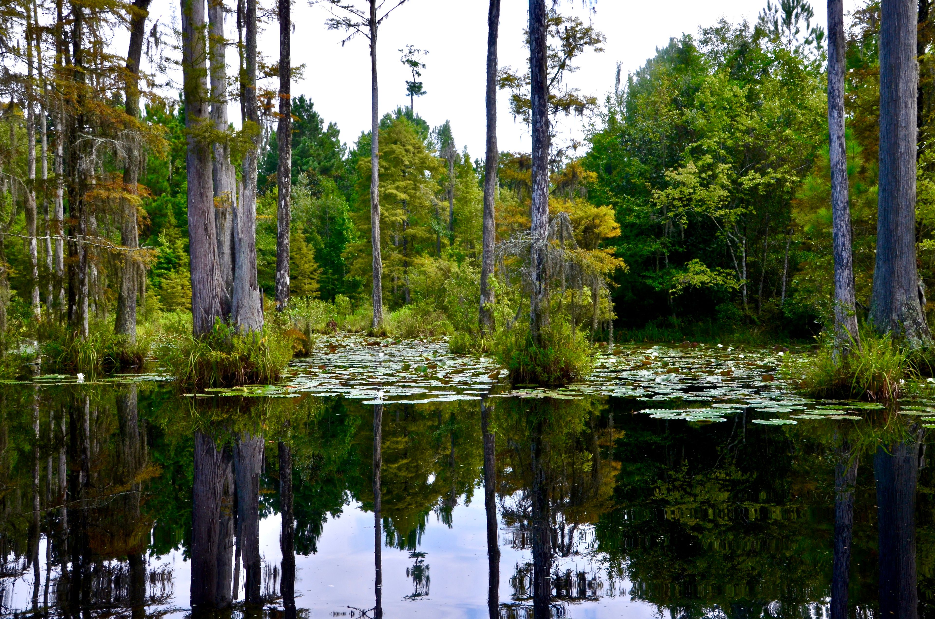 A calm lake surrounded by tall trees and dense foliage.