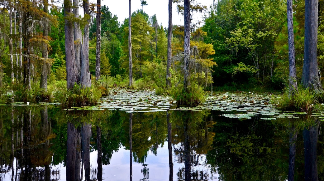 A calm lake surrounded by tall trees and dense foliage.