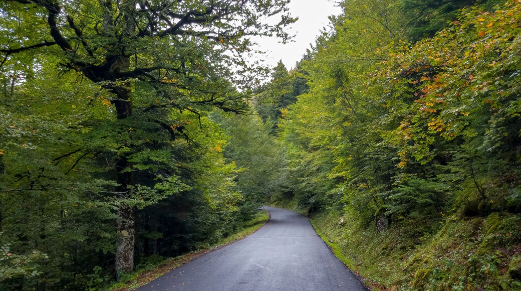 Camino asfaltado que discurre entre altos y verdes árboles en la Selva de Oza, Huesca.