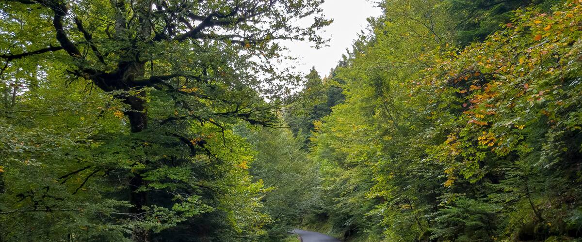 A narrow road surrounded by dense forest with a variety of trees and undergrowth.