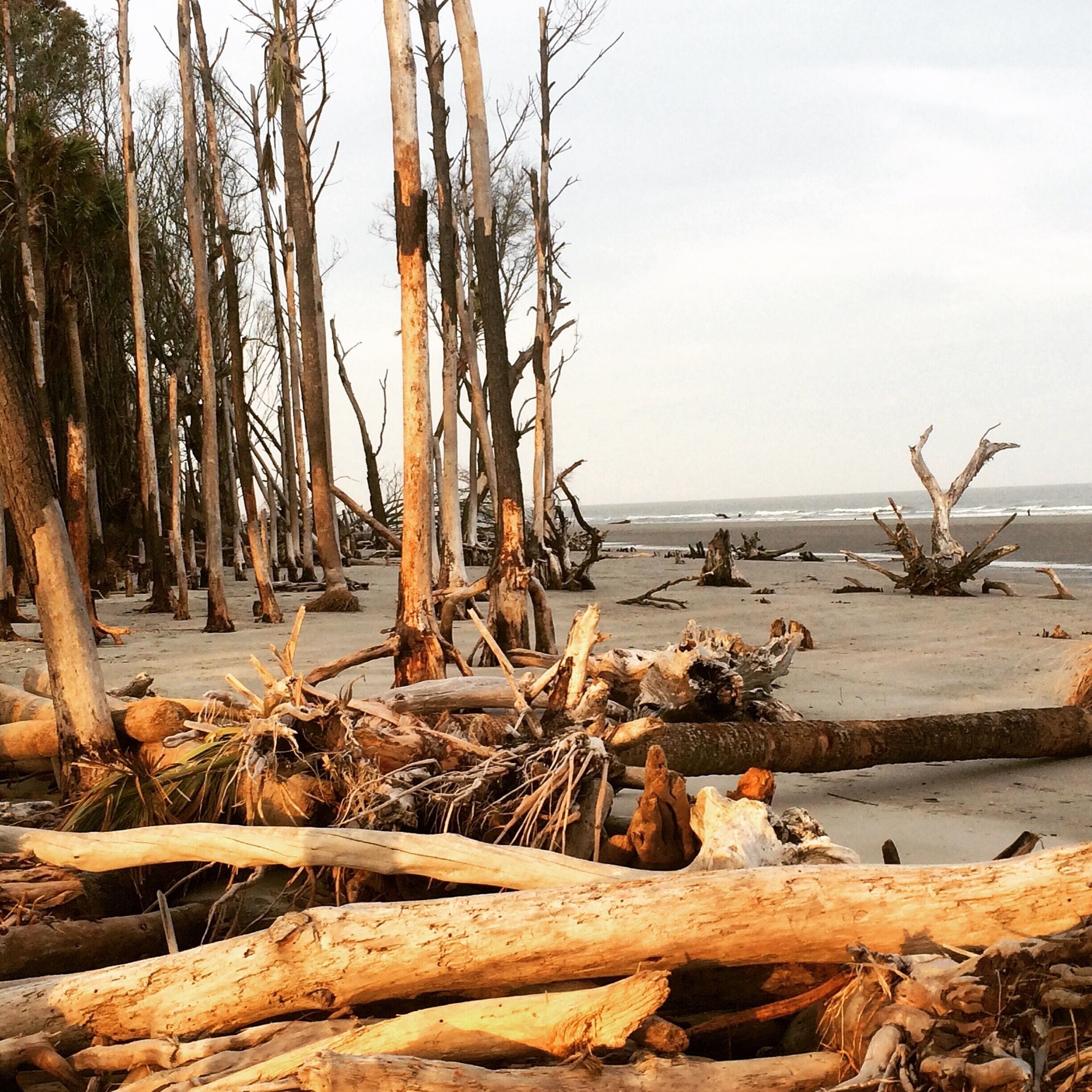 A beach with fallen trees and driftwood.