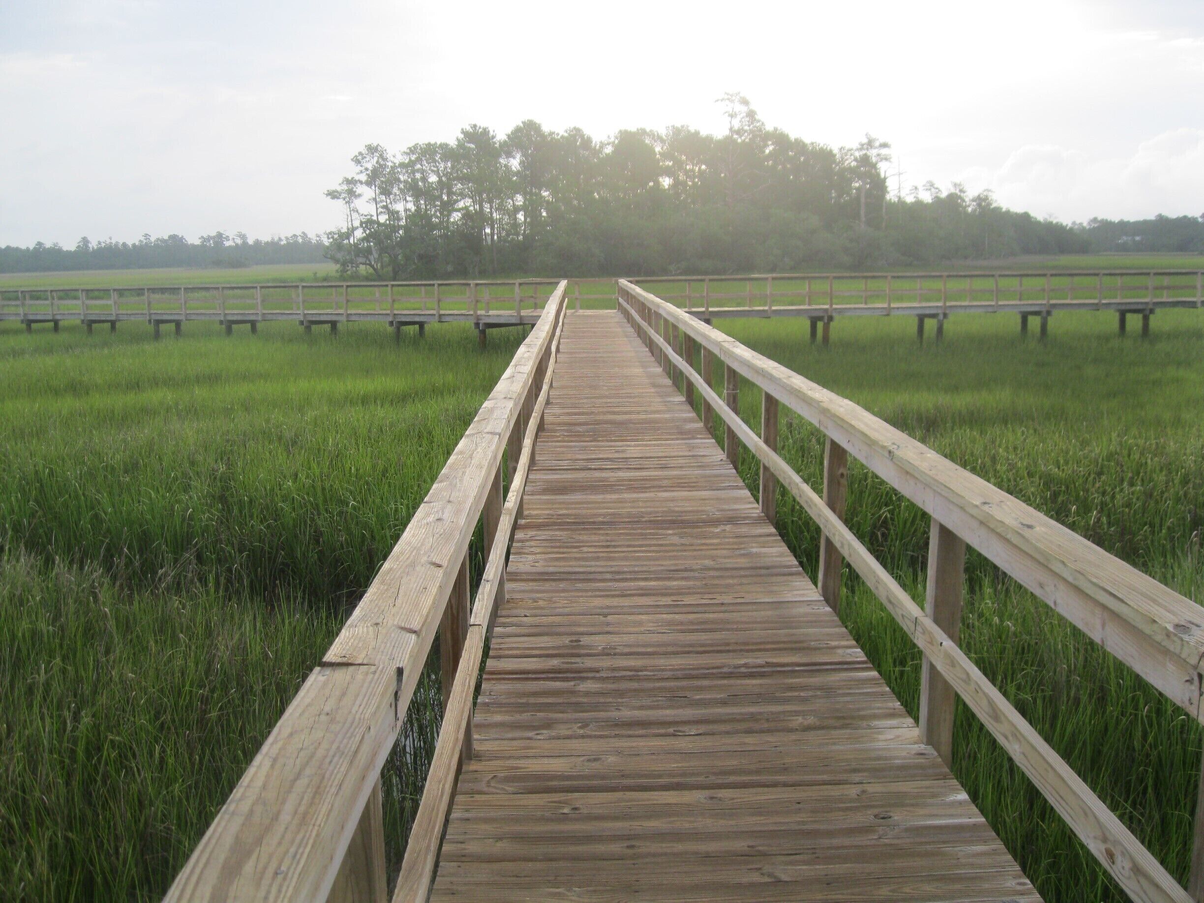 Early morning looking at Rat Hole creek, which leads into the Wando and into the Atlantic.