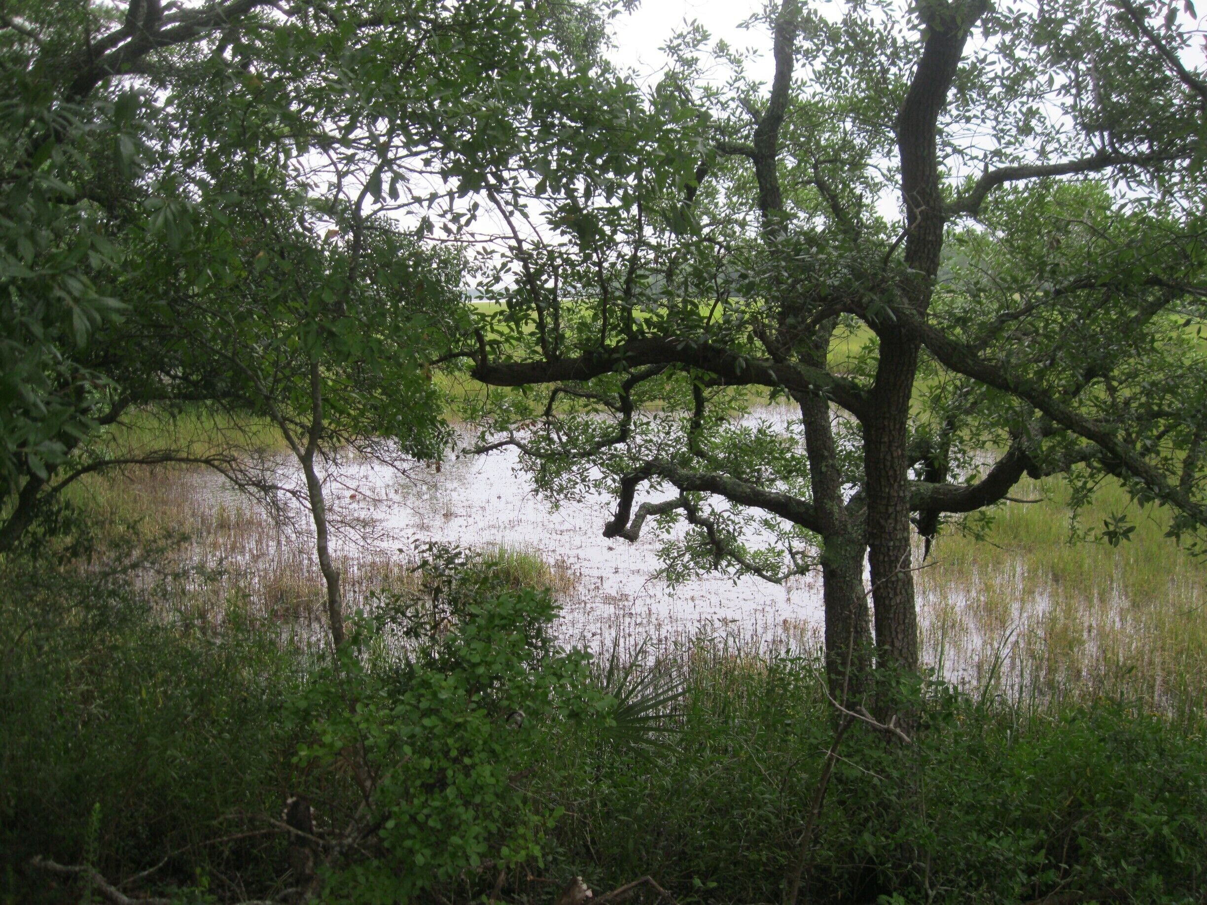 Just another low country view, looking out over Rat Hole Creek.
