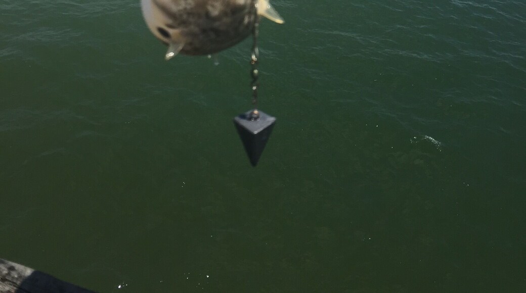 Today's catch ------the politician fish