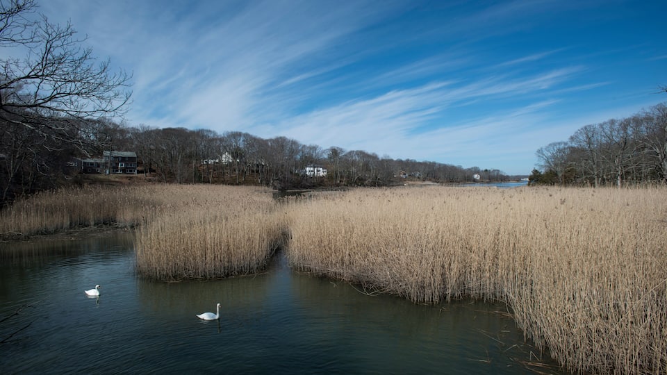 A calm river with swans, surrounded by tall reeds and trees under a clear sky.