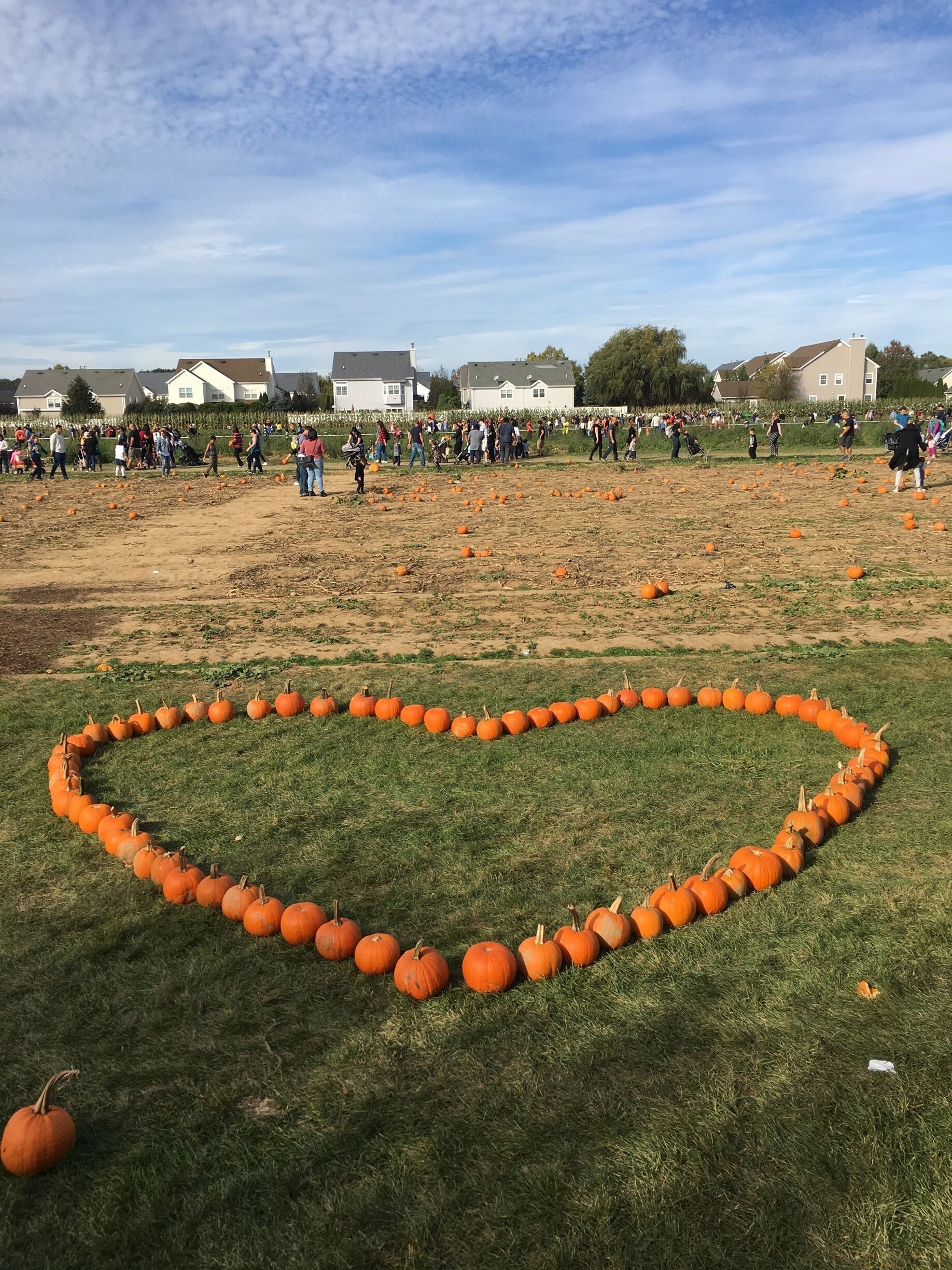 Pumpkin picking, corn maze, and hay riding 