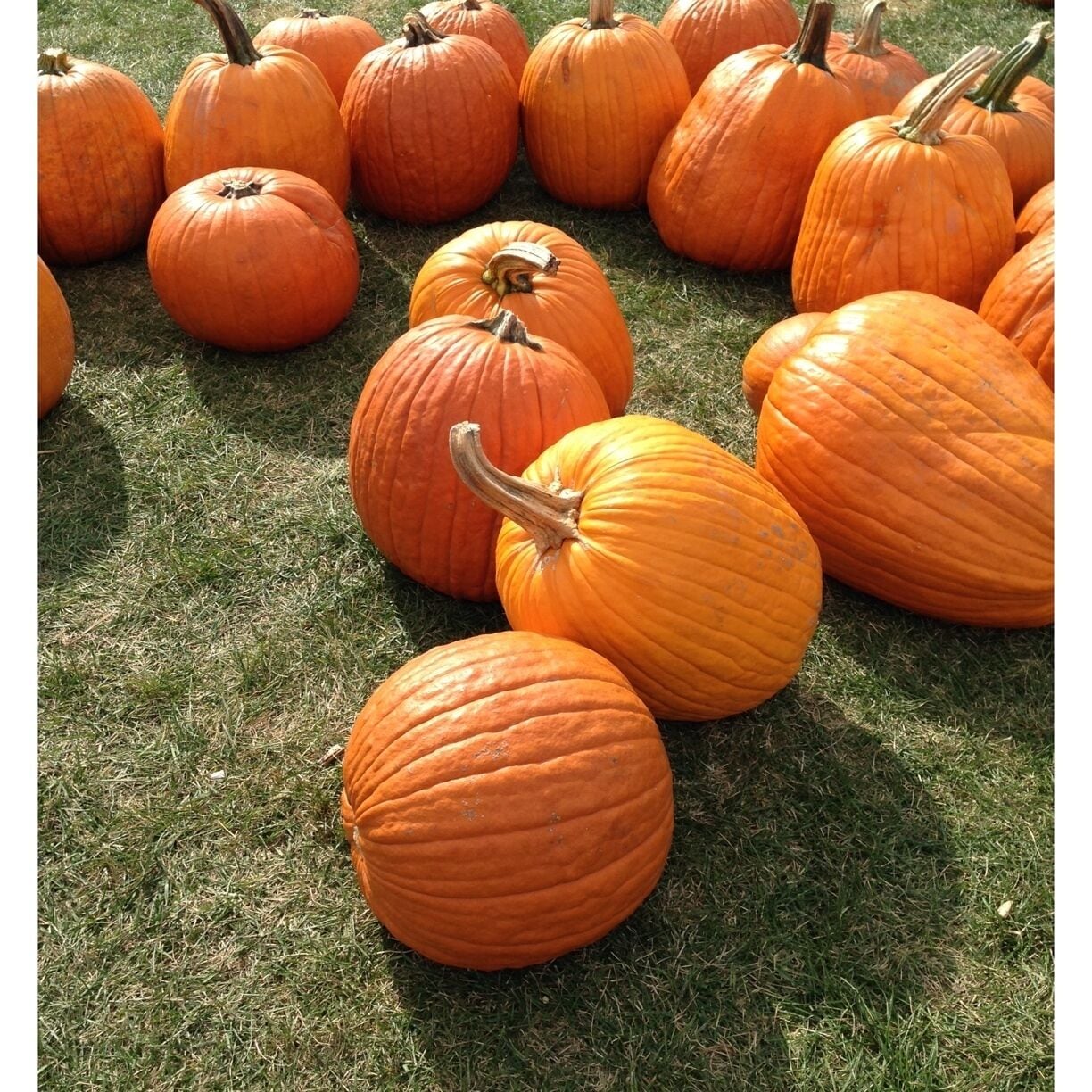 I love the pumpkins 