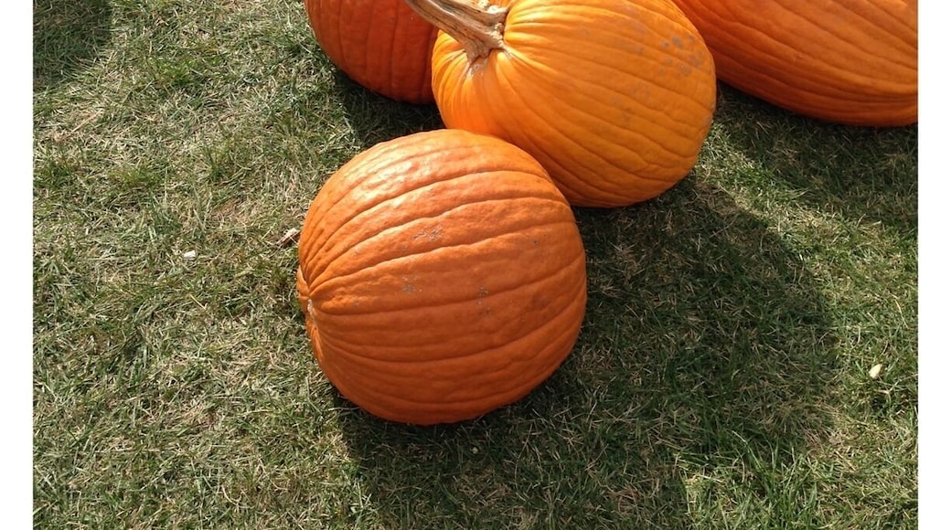 I love the pumpkins