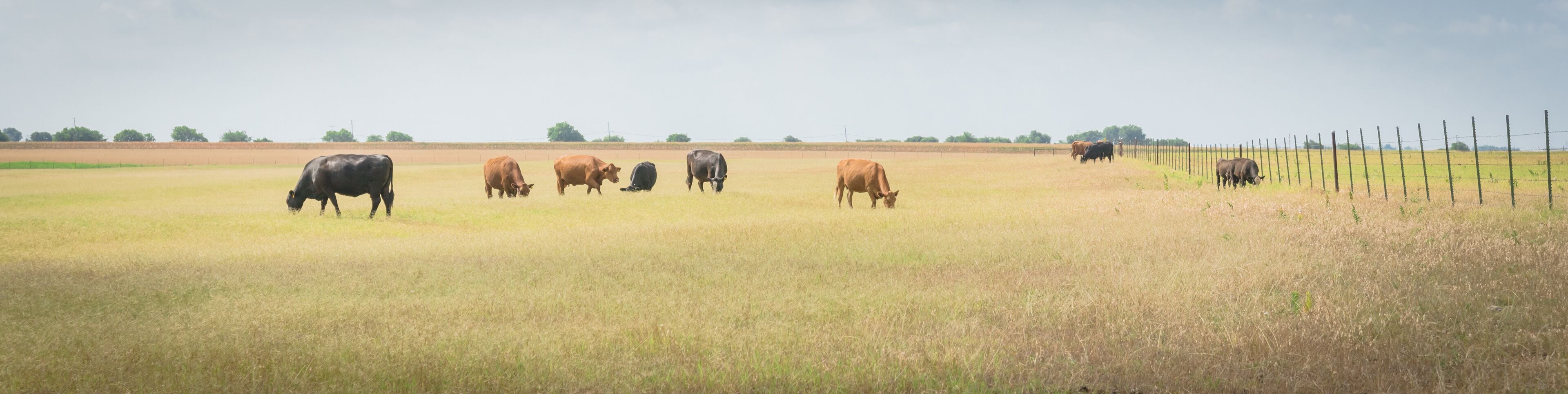 Pasture raised cows grazing grass on ranch with wire fence in Waxahachie, Texas, USA