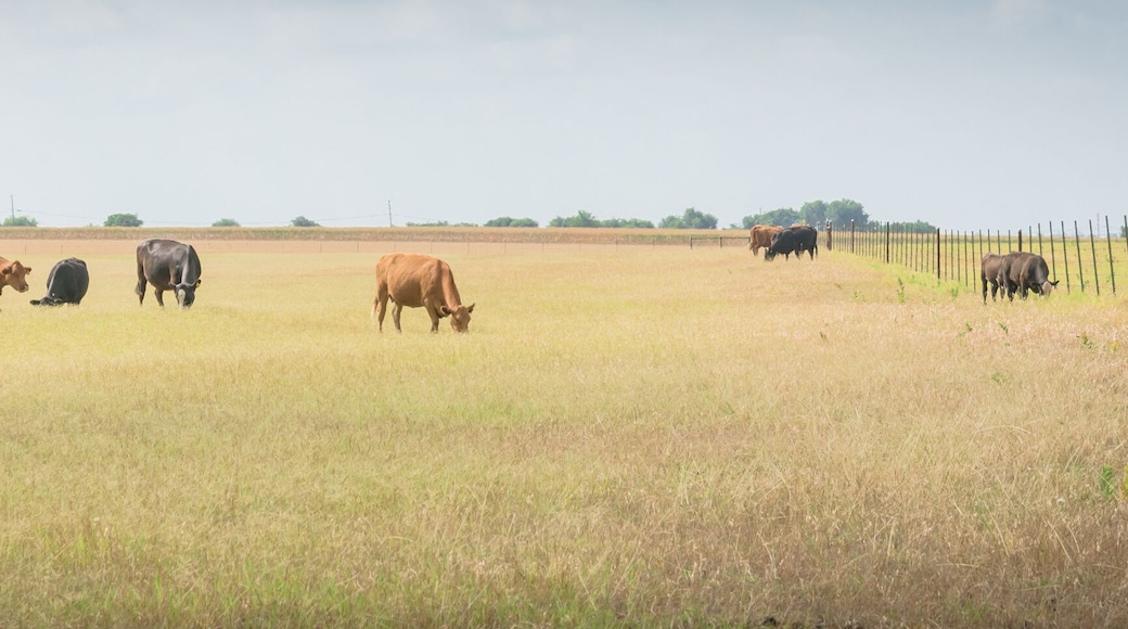 Pasture raised cows grazing grass on ranch with wire fence in Waxahachie, Texas, USA