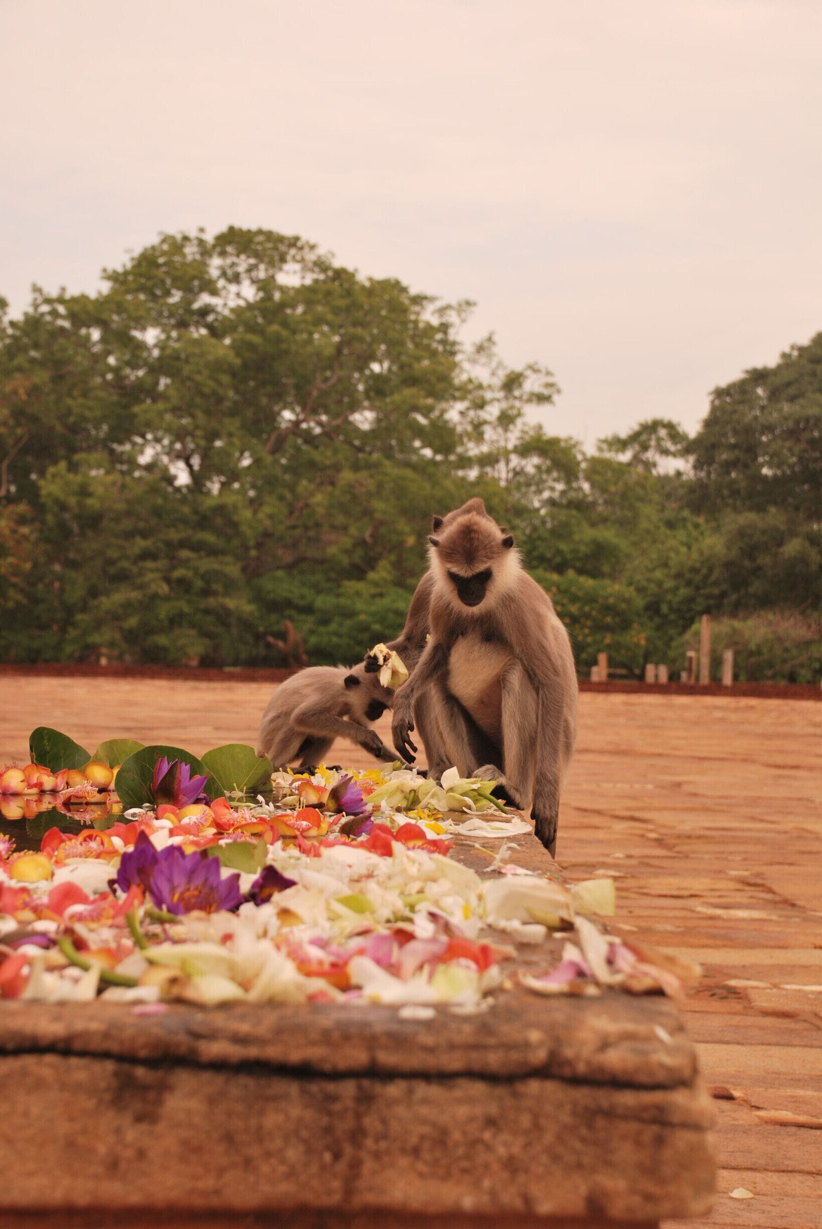 Monkey eating flower in one of the temple in Sri lanka