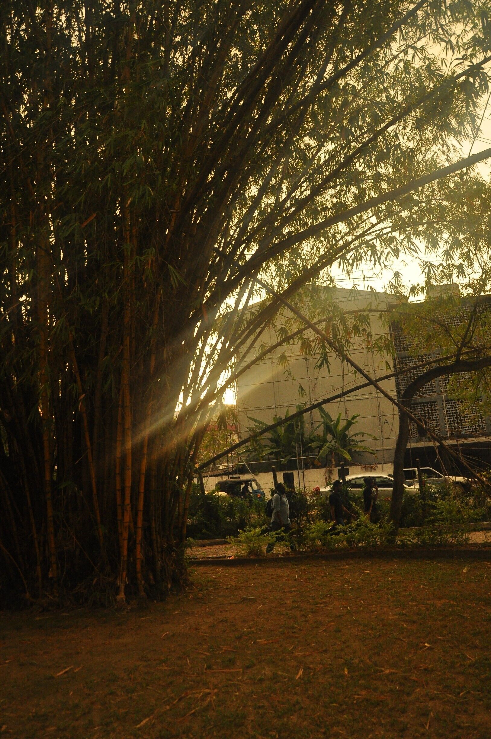 This is a stadium which has a run down building with a theatre style stage with torn curtains.

Right in front of the hall is this Bamboo Tree/ Bush, which gives a serene feel to the somewhat busy location.