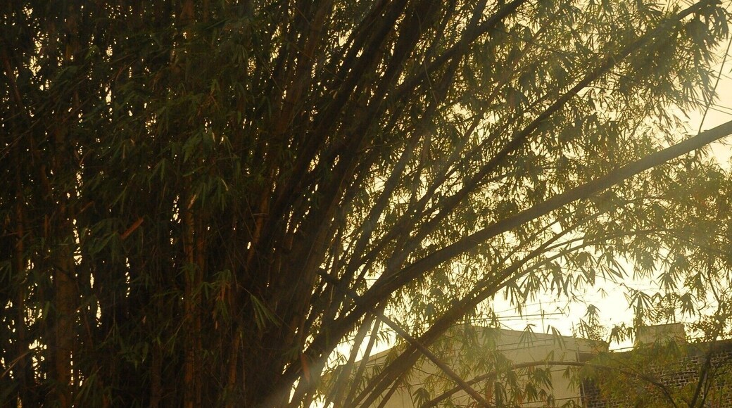 This is a stadium which has a run down building with a theatre style stage with torn curtains.
Right in front of the hall is this Bamboo Tree/ Bush, which gives a serene feel to the somewhat busy location.