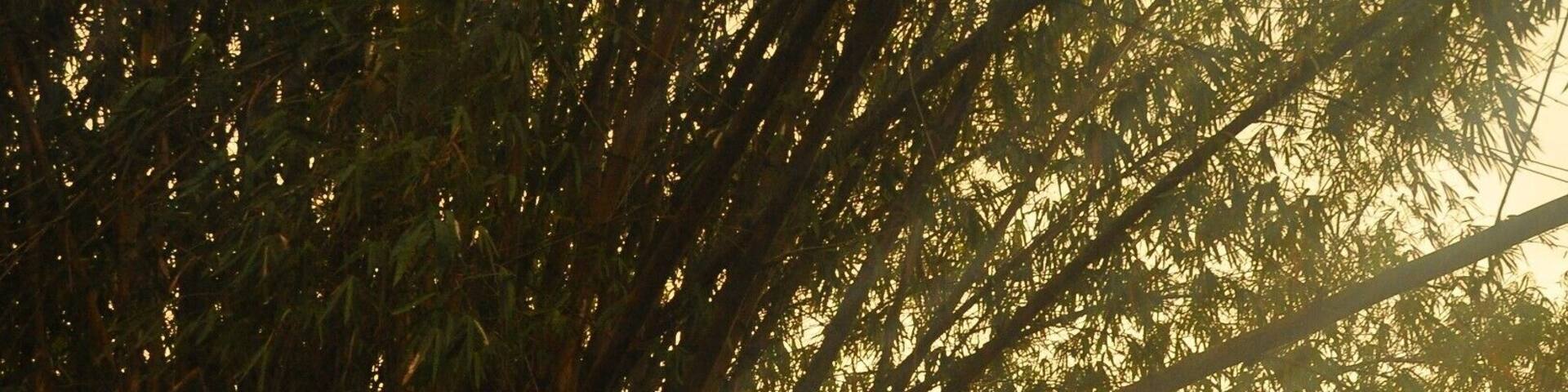 This is a stadium which has a run down building with a theatre style stage with torn curtains.
Right in front of the hall is this Bamboo Tree/ Bush, which gives a serene feel to the somewhat busy location.