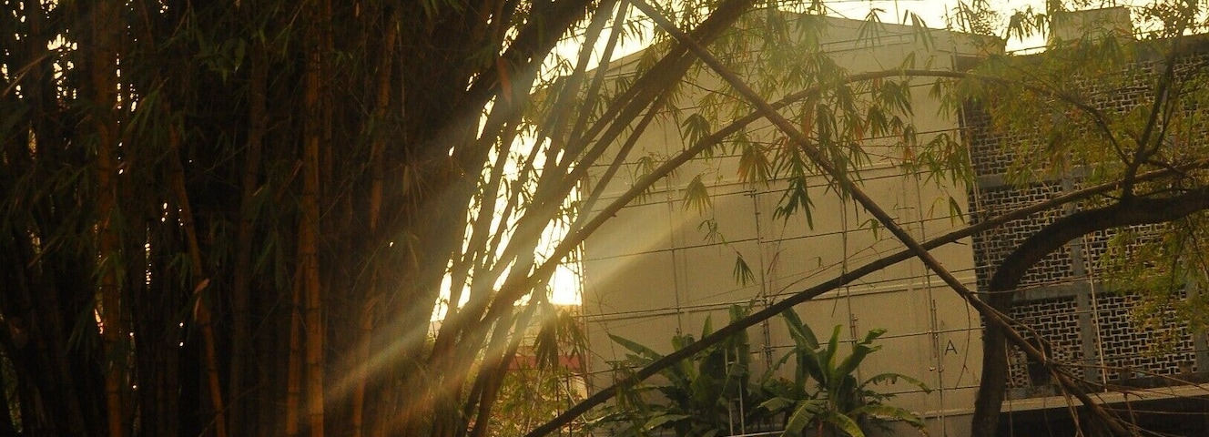 This is a stadium which has a run down building with a theatre style stage with torn curtains.
Right in front of the hall is this Bamboo Tree/ Bush, which gives a serene feel to the somewhat busy location.