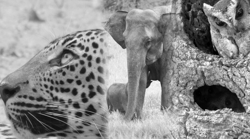 Did you know that Sri Lanka is an Asian Wildlife Hotspot? http://www.ayuinthewild.com/asian-wildlife-hotspot/
SECRET TIP: Best time to visit? Wiith 22 national parks, well its really an all-year destination and our experiences Guides know exactly where to go! info@ayuinthewild.com