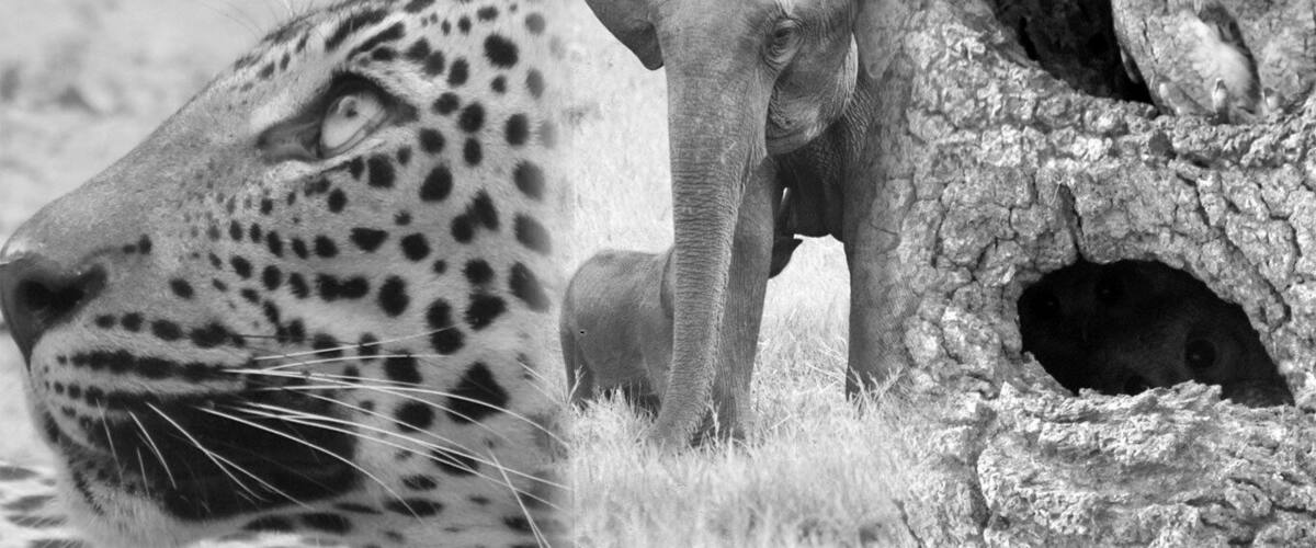 Did you know that Sri Lanka is an Asian Wildlife Hotspot? http://www.ayuinthewild.com/asian-wildlife-hotspot/
SECRET TIP: Best time to visit? Wiith 22 national parks, well its really an all-year destination and our experiences Guides know exactly where to go! info@ayuinthewild.com