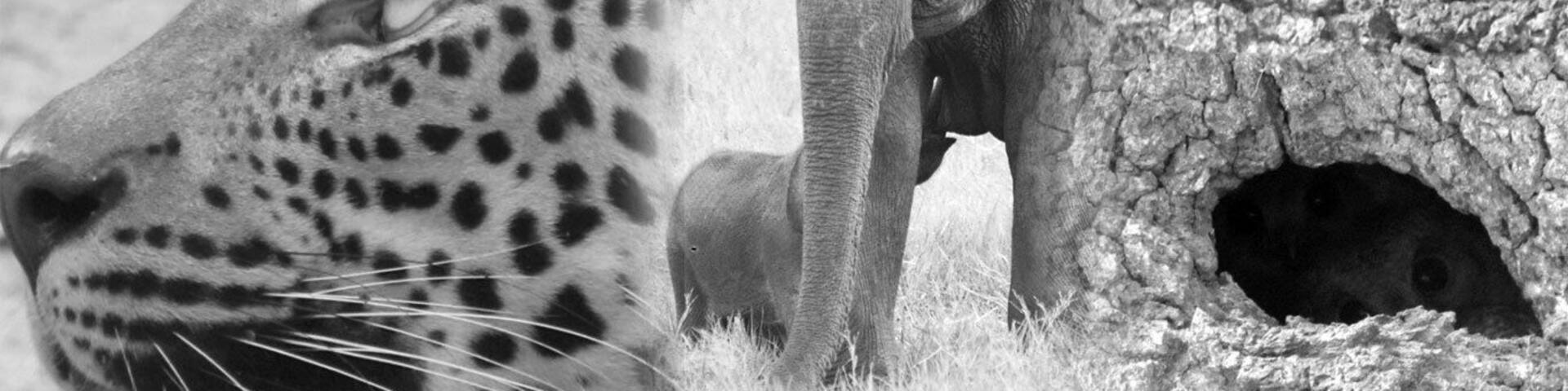 Did you know that Sri Lanka is an Asian Wildlife Hotspot? http://www.ayuinthewild.com/asian-wildlife-hotspot/
SECRET TIP: Best time to visit? Wiith 22 national parks, well its really an all-year destination and our experiences Guides know exactly where to go! info@ayuinthewild.com