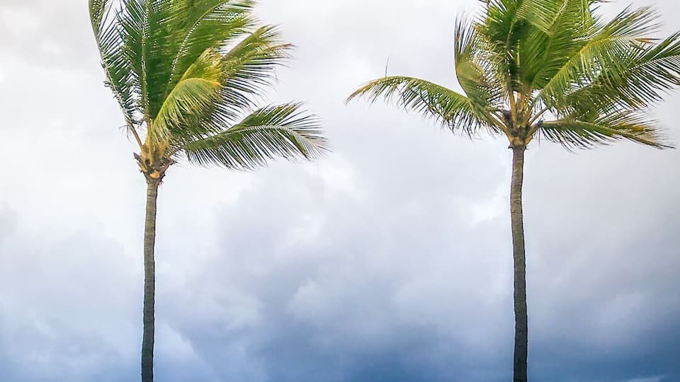 Freedom.
#SriLanka #Travel #Trover #Beach #HotelView